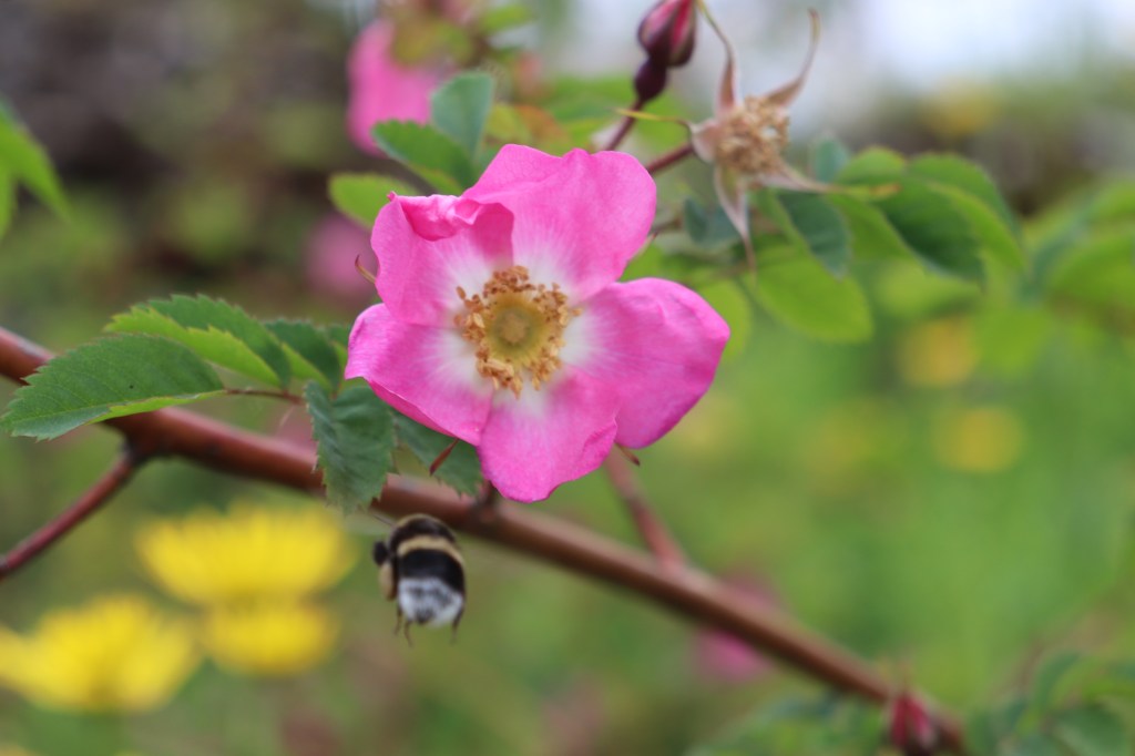 Perché un libro sulle&nbsp;erbe?