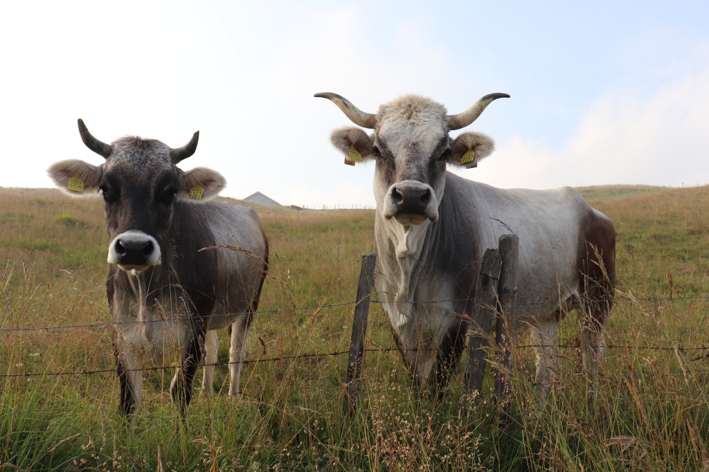 Bronzini e campanacci
