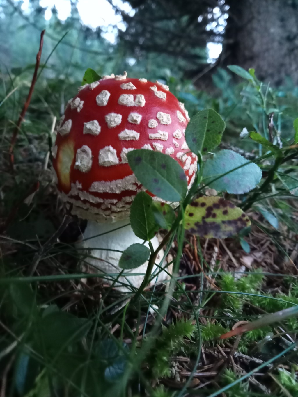 Storie selvatiche di uscite in giornate uggiose; i&nbsp;funghi.