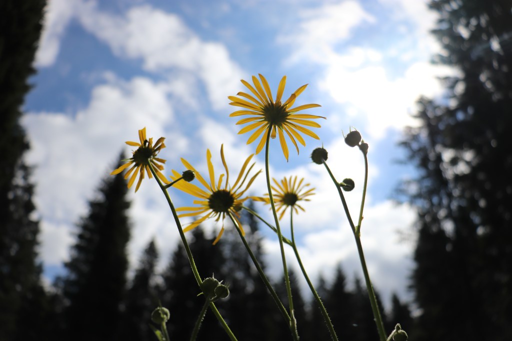 BUONA SERATA AI VIANDANTI