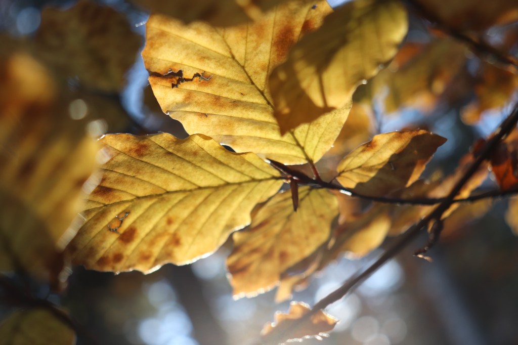 L’autunno non delude mai!!! ❤