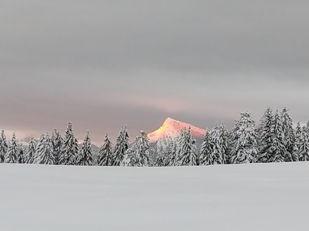 Boschi, guru, sciamani e leader ecologisti