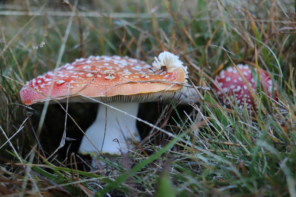 Differenze culturali Europa&nbsp;USA