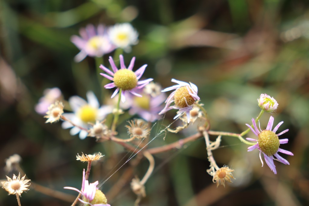 Differenze culturali Italia – Europa&nbsp;:D